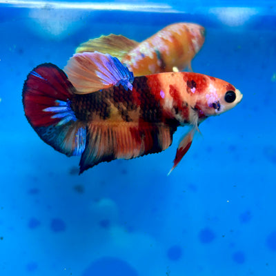 Koi Nemo Plakat - Male Betta 90