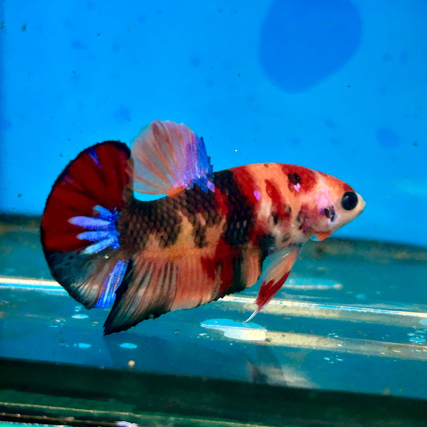 Koi Nemo Plakat - Male Betta 90