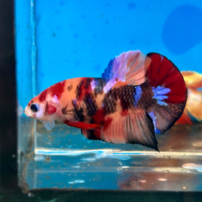 Koi Nemo Plakat - Male Betta 90