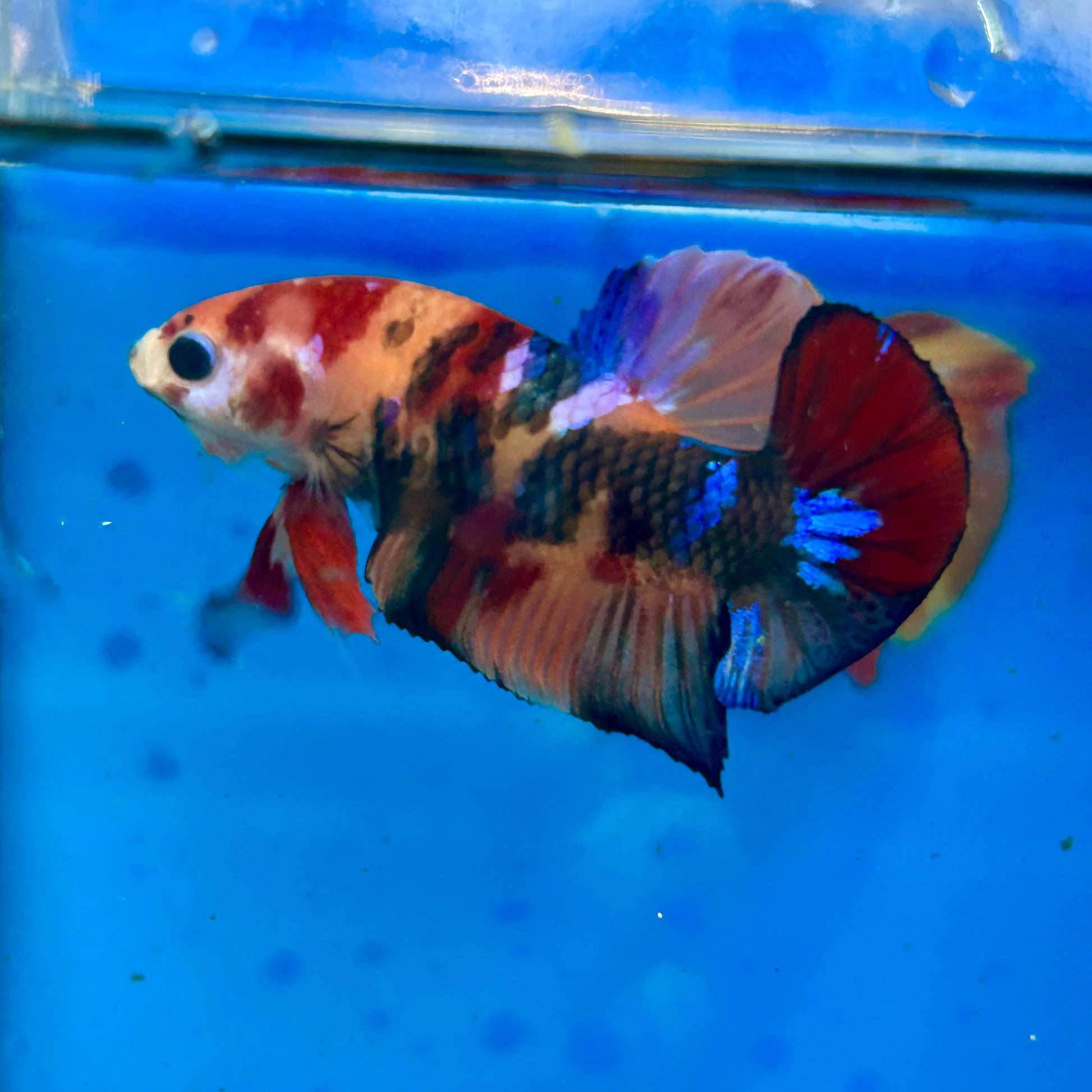 Koi Nemo Plakat - Male Betta 90