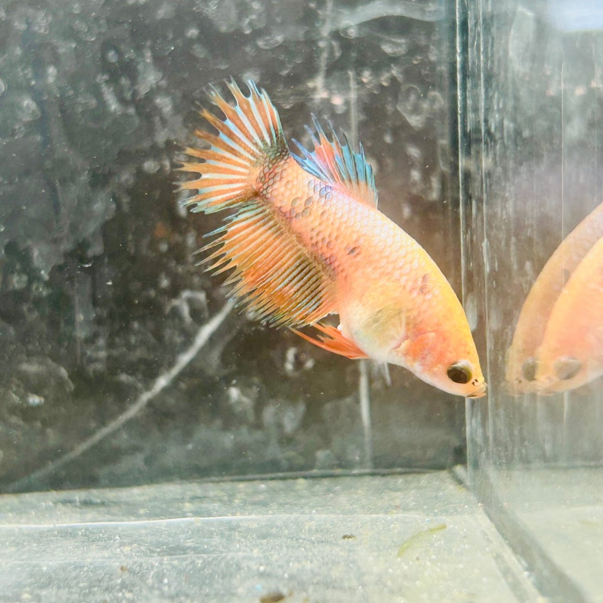 Koi Orange Crowntail - Female Betta 122