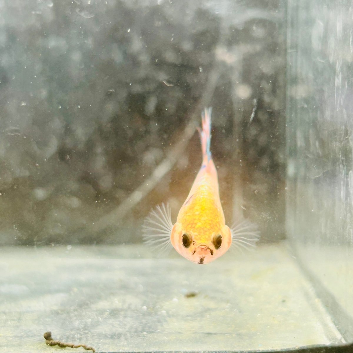 Koi Orange Crowntail - Female Betta 122