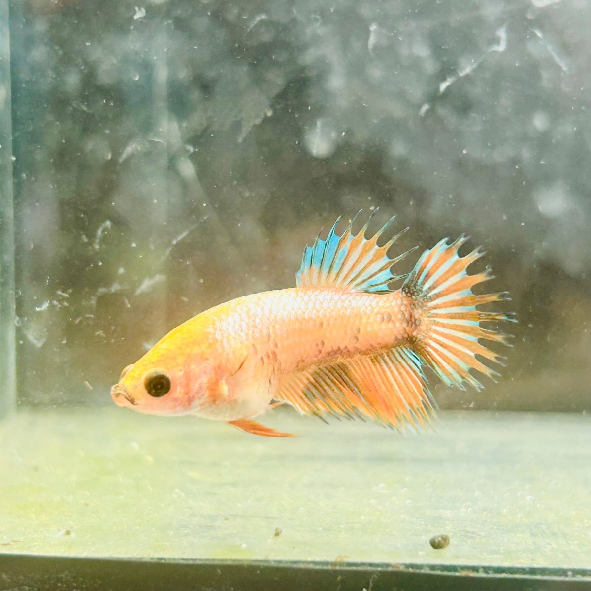 Koi Orange Crowntail - Female Betta 122