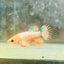 Koi Orange Crowntail - Female Betta 122