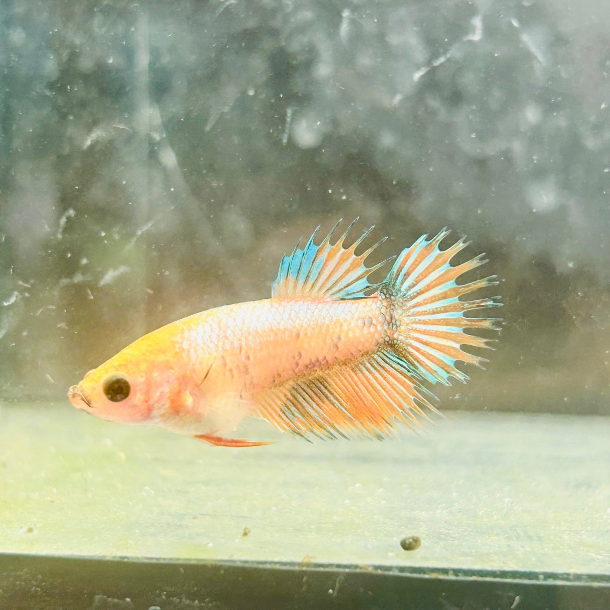 Koi Orange Crowntail - Female Betta 122