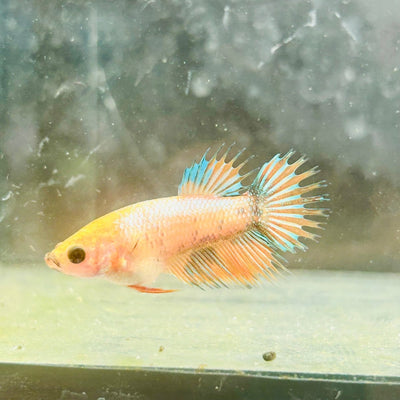 Koi Orange Crowntail - Female Betta 122