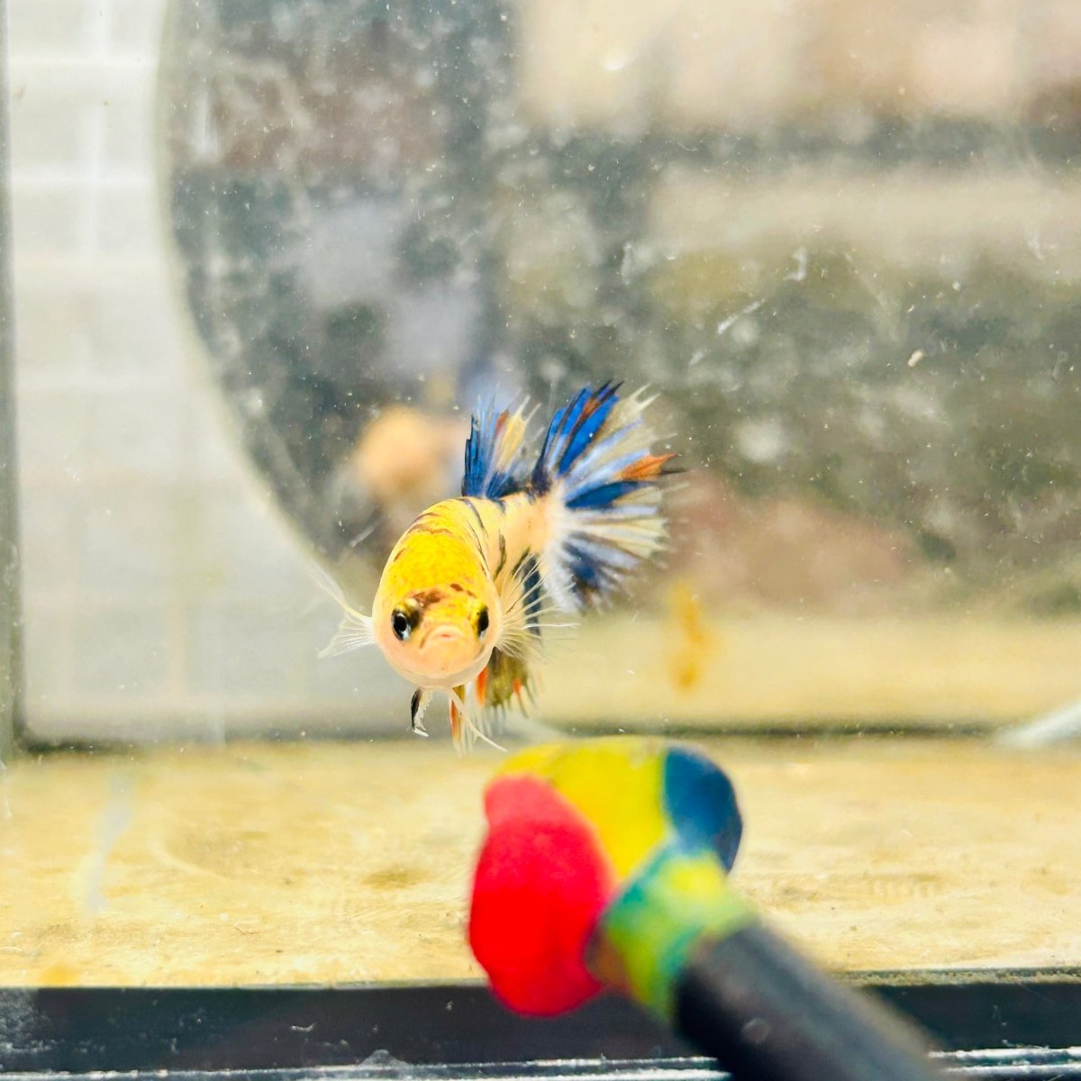 Koi Orange Crowntail - Female Betta 159