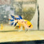 Koi Orange Crowntail - Female Betta 159