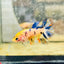 Koi Orange Crowntail - Female Betta 159