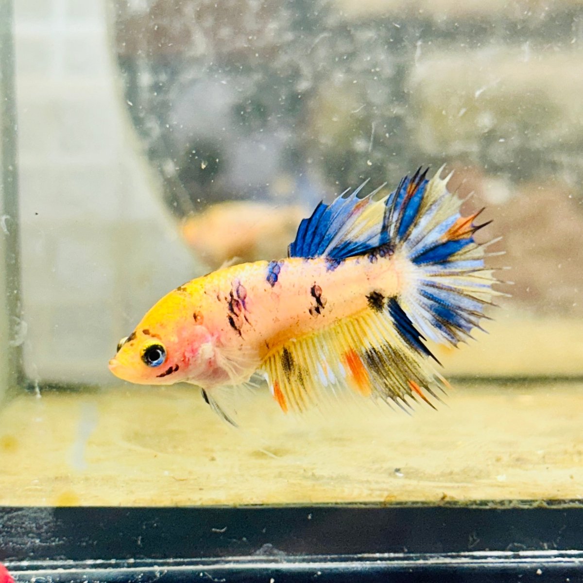 Koi Orange Crowntail - Female Betta 159