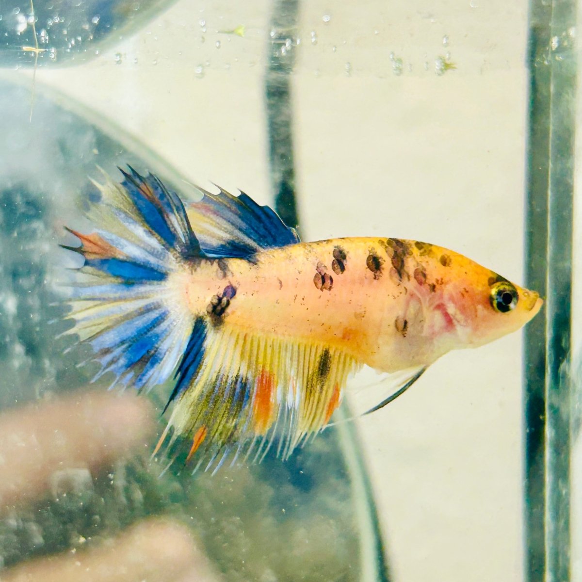 Koi Orange Crowntail - Female Betta 159