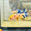 Koi Orange Crowntail - Female Betta 159