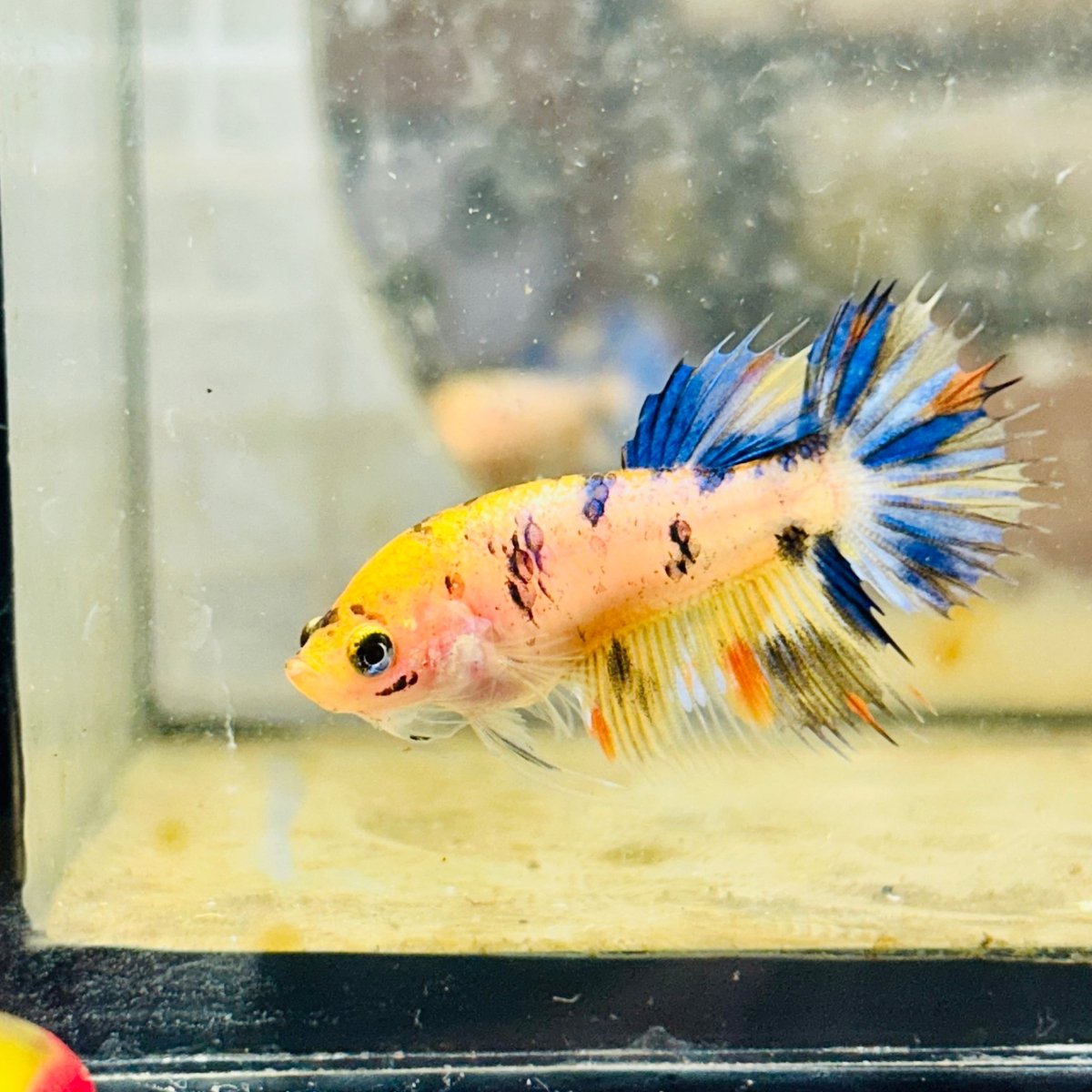 Koi Orange Crowntail - Female Betta 159
