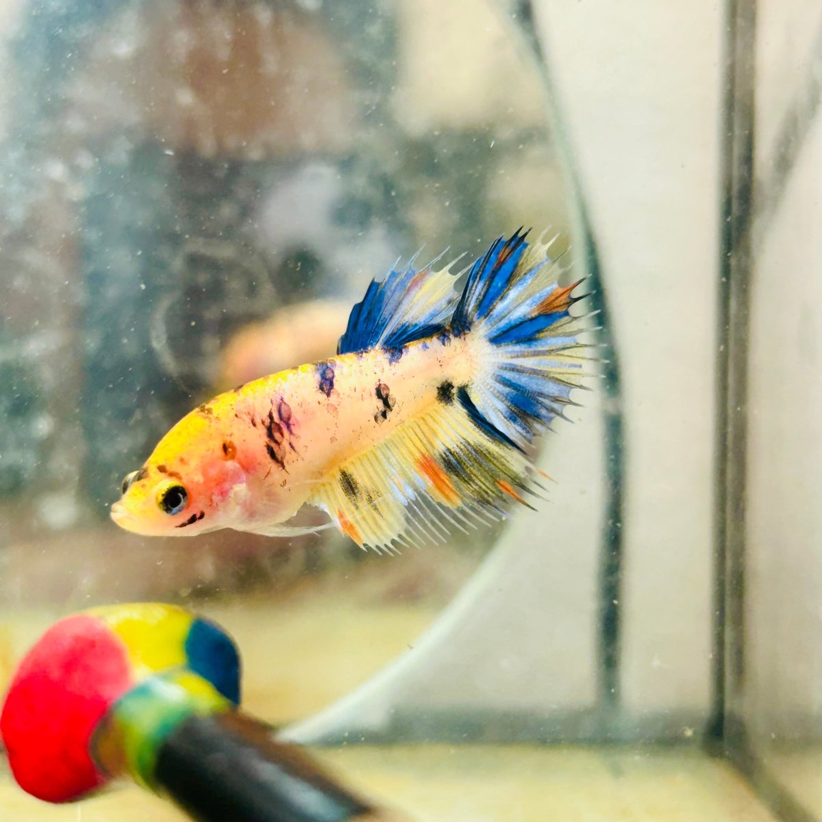 Koi Orange Crowntail - Female Betta 159
