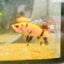 Koi Orange Crowntail - Female Betta 160