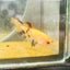 Koi Orange Crowntail - Female Betta 160