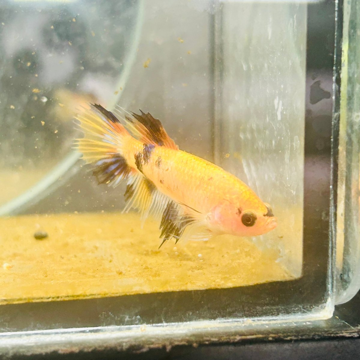 Koi Orange Crowntail - Female Betta 160