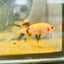 Koi Orange Crowntail - Female Betta 160