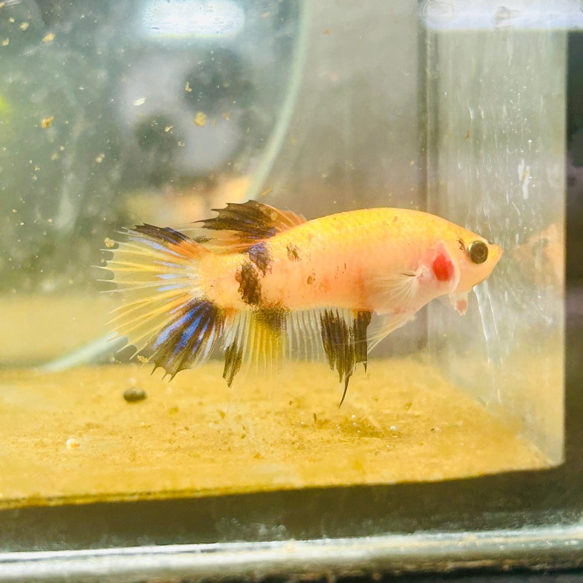 Koi Orange Crowntail - Female Betta 160