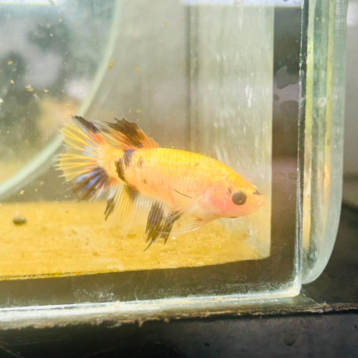 Koi Orange Crowntail - Female Betta 160