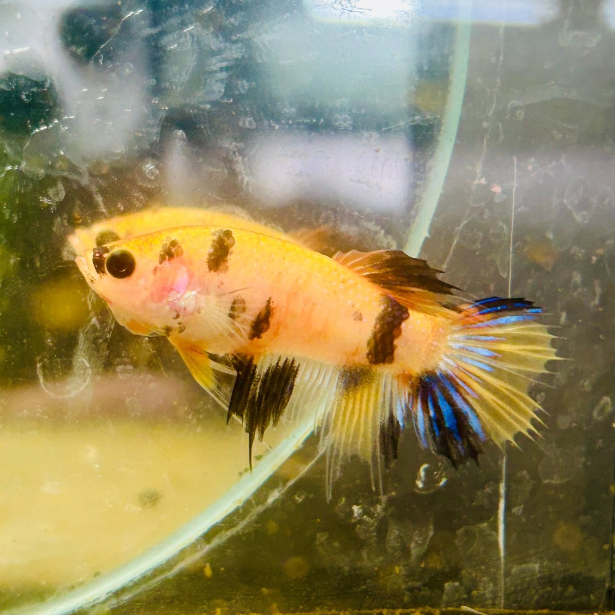 Koi Orange Crowntail - Female Betta 160
