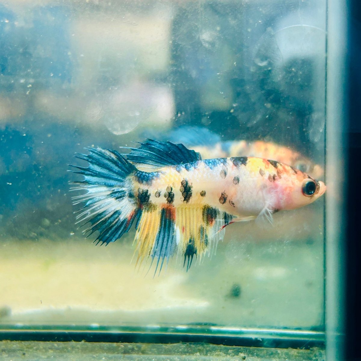 Koi Orange Crowntail - Female Betta #189