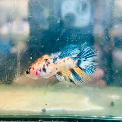Koi Orange Crowntail - Female Betta 189 Female betta