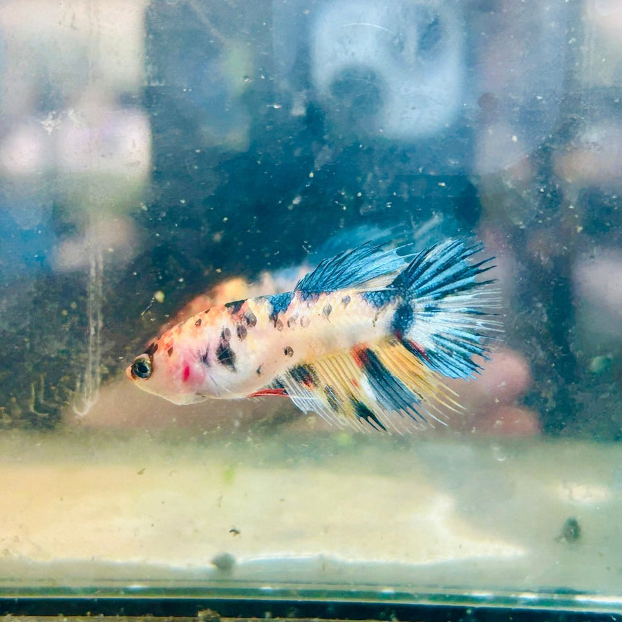 Koi Orange Crowntail - Female Betta 189 Female betta