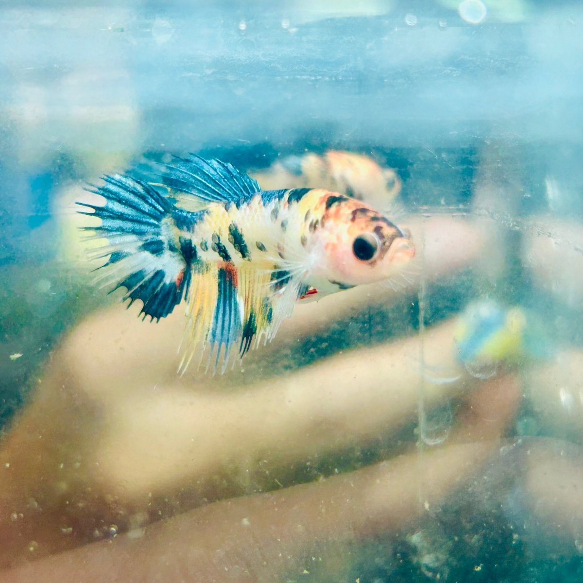 Koi Orange Crowntail - Female Betta 189 Female betta