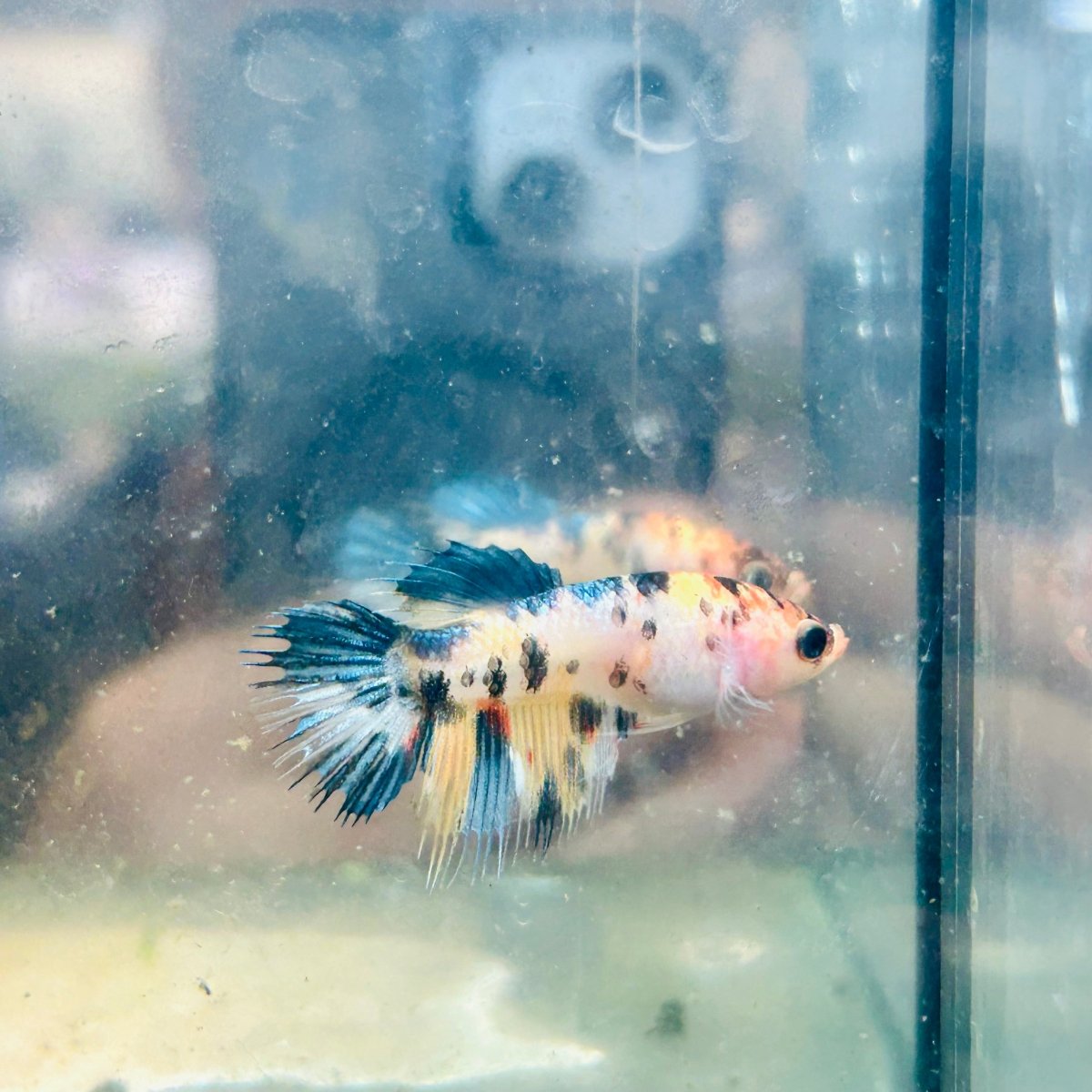 Koi Orange Crowntail - Female Betta #189