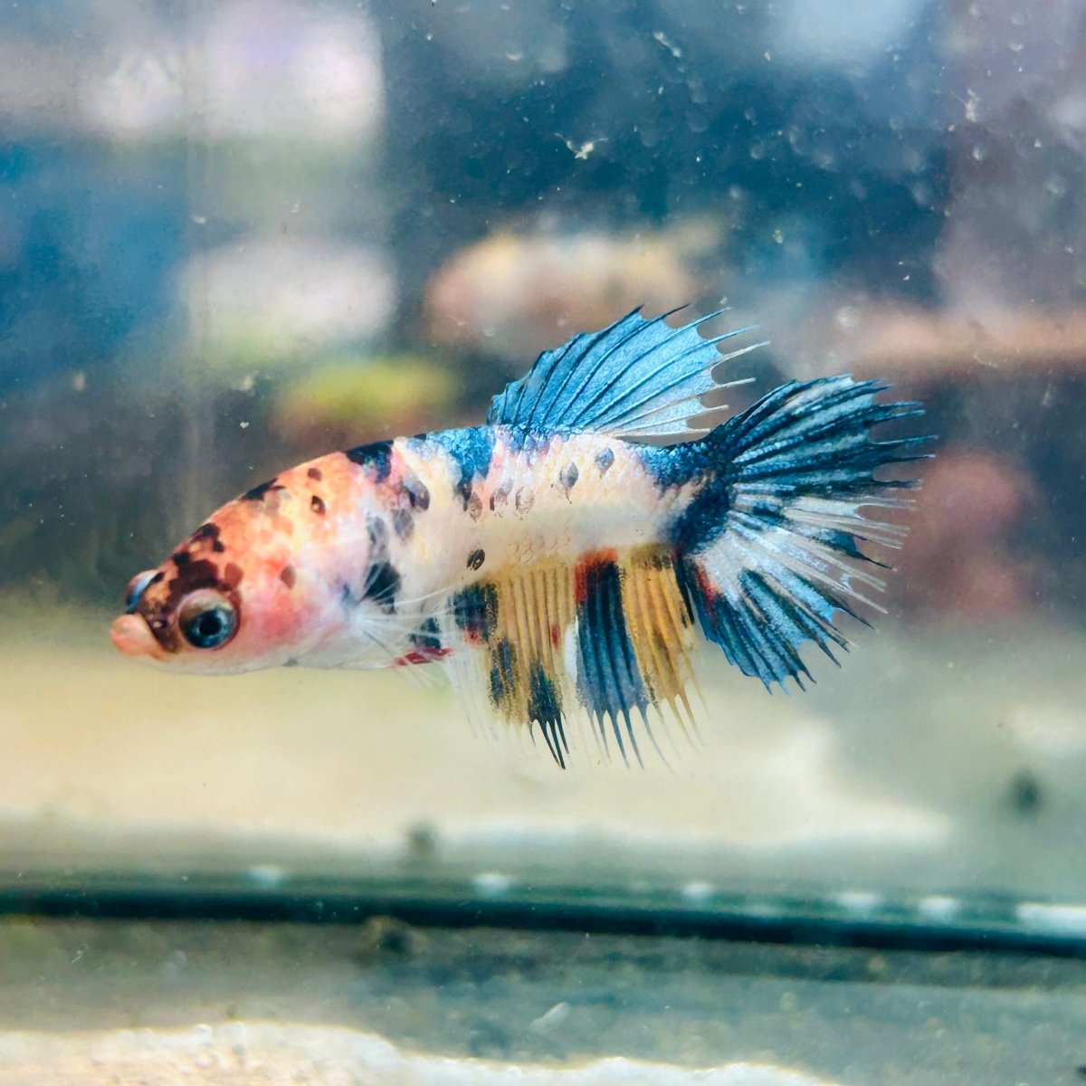 Koi Orange Crowntail - Female Betta #189