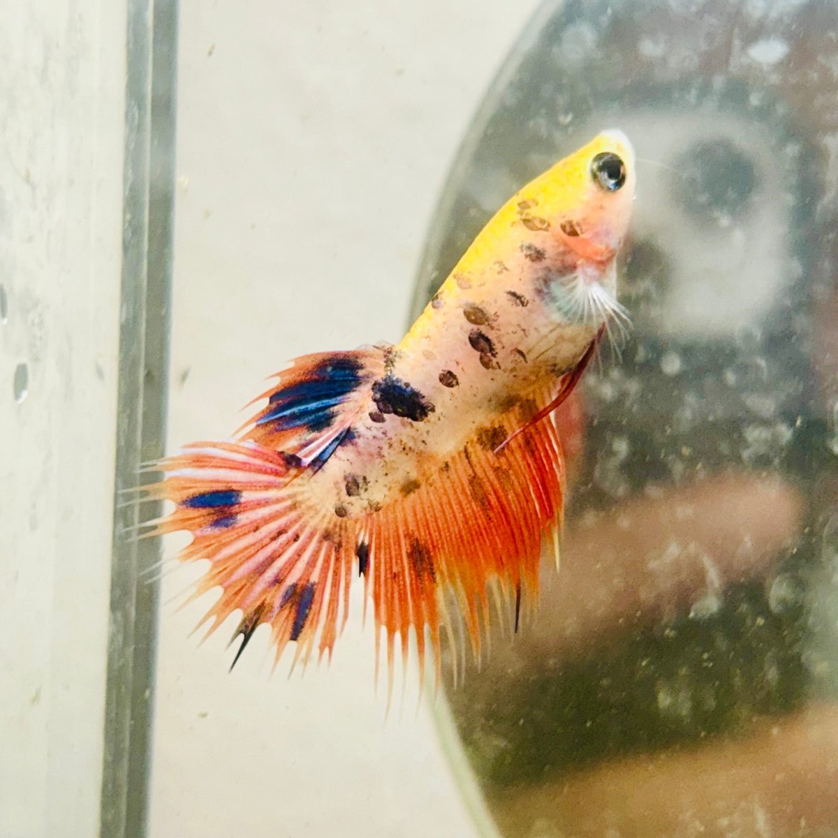 Koi Orange Crowntail - Female Betta N01
