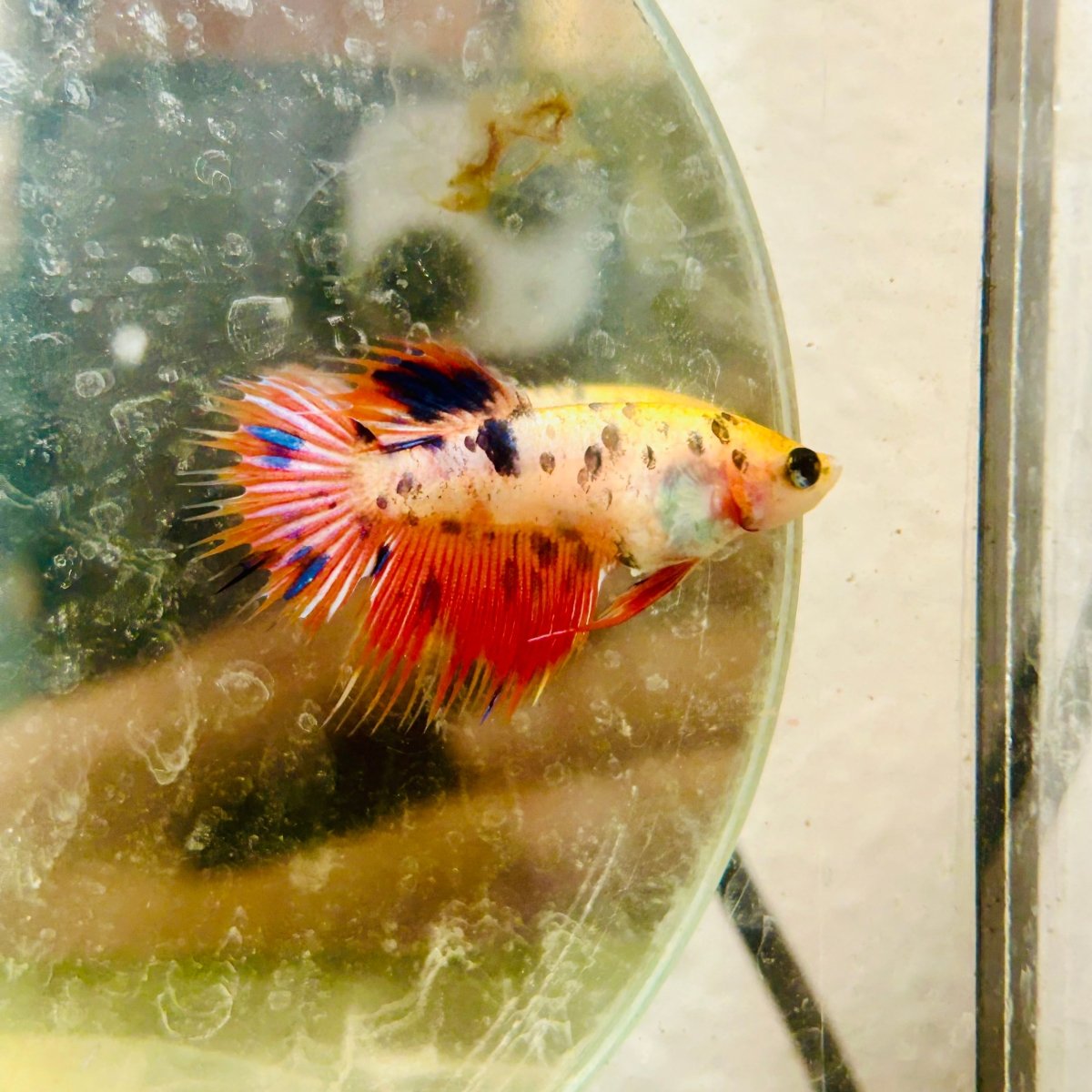 Koi Orange Crowntail - Female Betta N01
