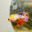 Koi Orange Crowntail - Female Betta N01