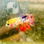 Koi Orange Crowntail - Female Betta N01