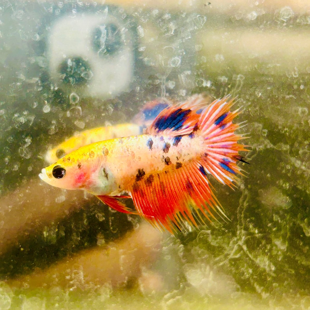 Koi Orange Crowntail - Female Betta N01