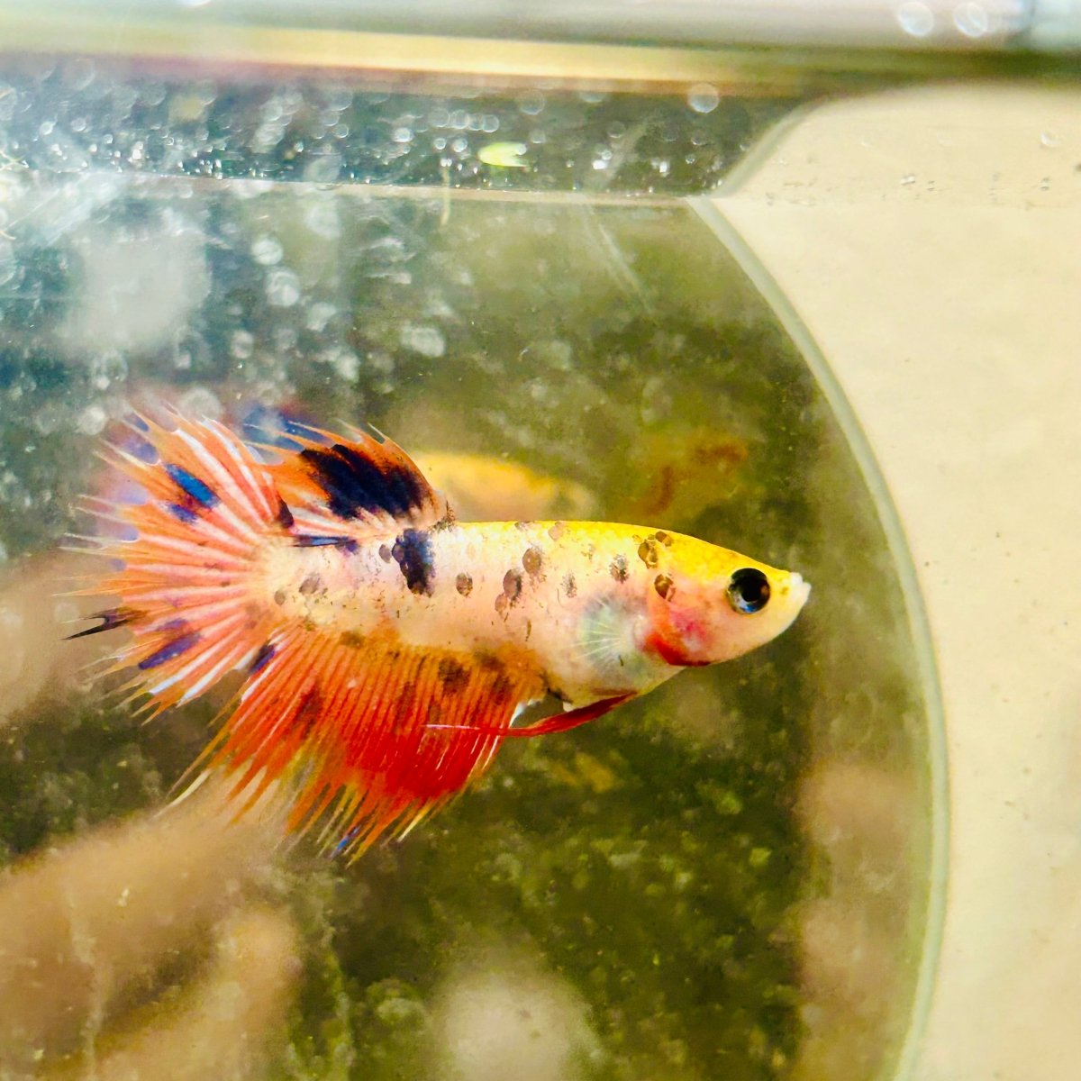 Koi Orange Crowntail - Female Betta N01