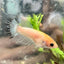 Koi Platinum Crowntail - Female Betta 192