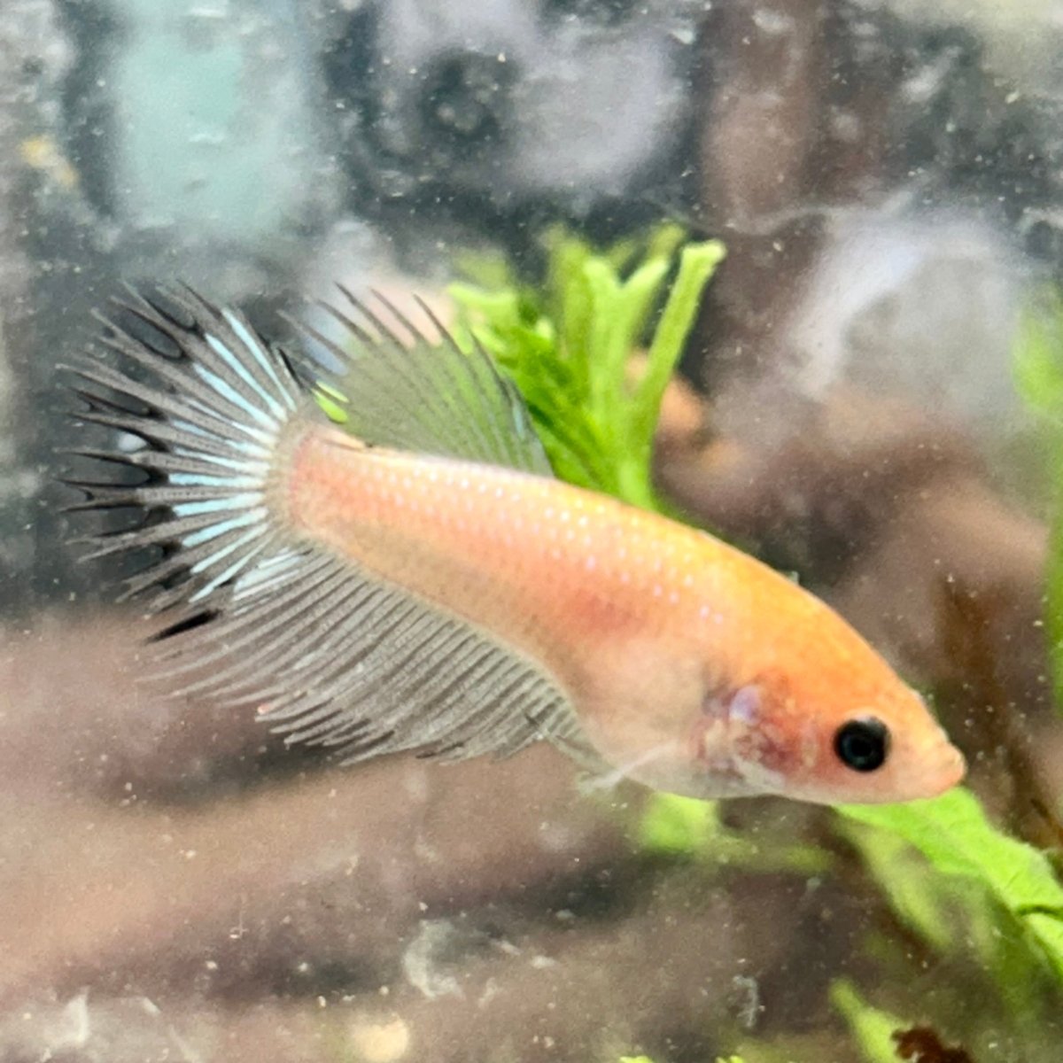 Koi Platinum Crowntail - Female Betta 192