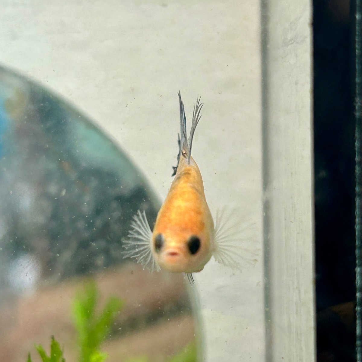 Koi Platinum Crowntail - Female Betta 192