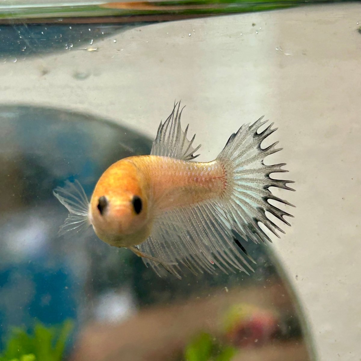 Koi Platinum Crowntail - Female Betta 192
