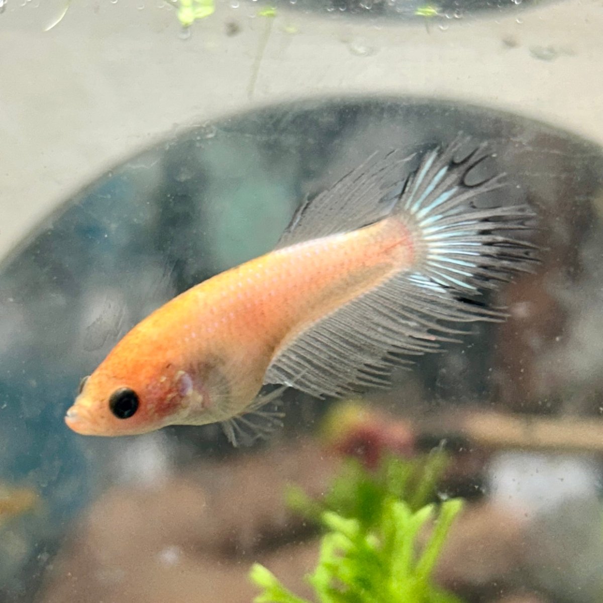 Koi Platinum Crowntail - Female Betta 192
