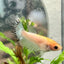 Koi Platinum Crowntail - Female Betta 192