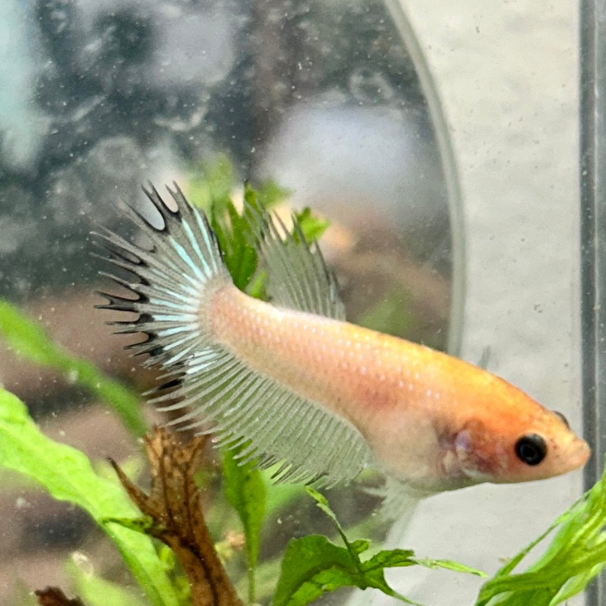 Koi Platinum Crowntail - Female Betta 192