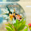 Koi Platinum Crowntail - Male Betta 026