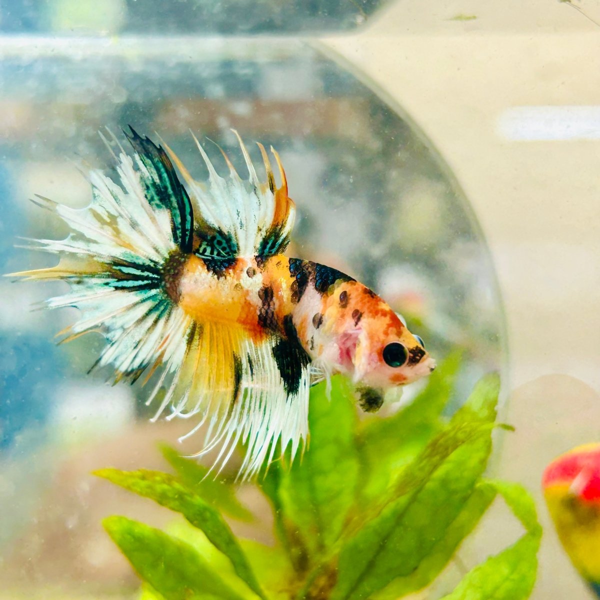 Koi Platinum Crowntail - Male Betta 026