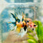 Koi Platinum Crowntail - Male Betta 026