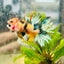 Koi Platinum Crowntail - Male Betta 026