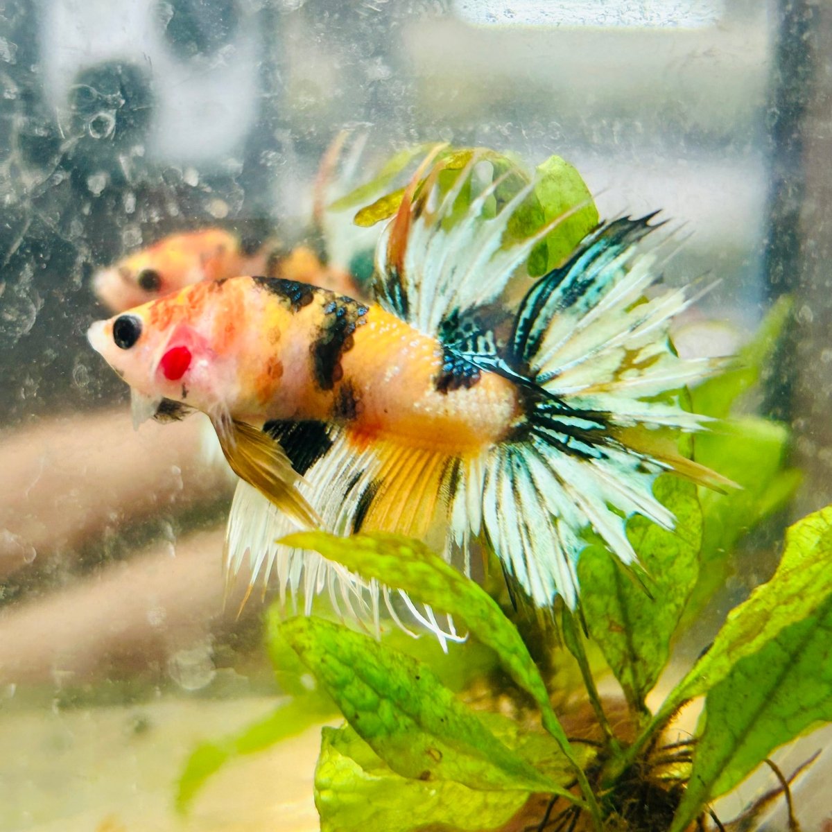 Koi Platinum Crowntail - Male Betta 026