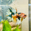 Koi Platinum Crowntail - Male Betta 026